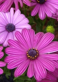 Osteospermum Side Show Purple